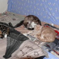 photo de livraison pour Boule de Poils