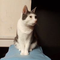 photo de livraison pour A Pas De Chats