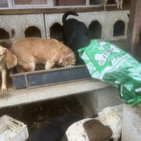 photo de livraison pour Društvo za zaštitu životinja "Bela"