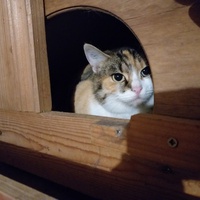 photo de livraison pour Charly et ses Drôles de Chats