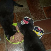 photo de livraison pour Chat Suffit a.sb.l.