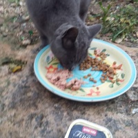 photo de livraison pour Les Chats-Pitresdelavi-Ste