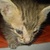 photo animal