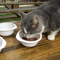 photo de livraison pour Jardin des Chats