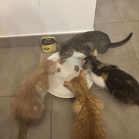 photo de livraison pour Les Chatgabonds