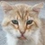 photo animal