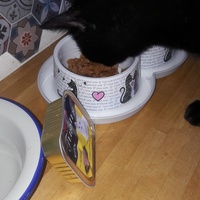 photo de livraison pour Les Chats libres de Fleurance