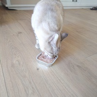 photo de livraison pour Les Chats Libres de Mirepeisset