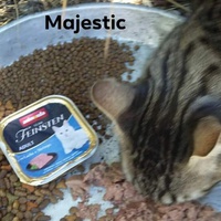 photo de livraison pour Les Chats-Pitresdelavi-Ste