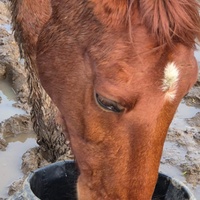 photo de livraison pour 4 Sabots et un Fer