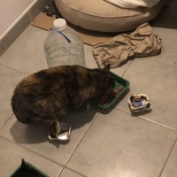 photo de livraison pour Les Chats de Condom 32