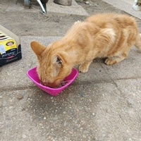 photo de livraison pour Chats Libres de Béziers