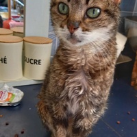 photo de livraison pour Amicale Chats