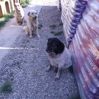 photo de livraison pour Antonia Save Animals