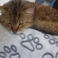 photo de livraison pour Pour l'Amour des Chats