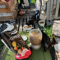 photo de livraison pour Les chats Port-Saint-Louisiens