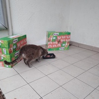 photo de livraison pour Castel Cats