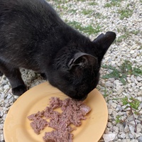 photo de livraison pour Ecole du Chat des Alpilles