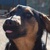 photo animal