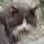 photo animal