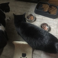 photo de livraison pour Les Chats Libres Condom 32