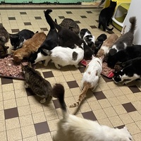 photo de livraison pour Les Félins de la Semoy