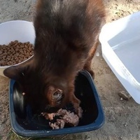 photo de livraison pour Les Chats-Pitresdelavi-Ste
