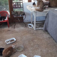 photo de livraison pour Une vie, Un chat