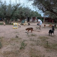 photo de livraison pour Help Adopt Moroccan Animals