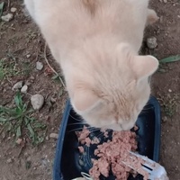 photo de livraison pour Les Chats-Pitresdelavi-Ste