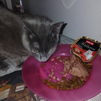photo de livraison pour Les chats de chez nous