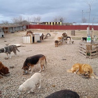 photo de livraison pour Happy Shelter Skopje
