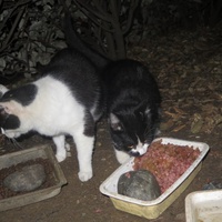 photo de livraison pour Chat Libre de l'Ile du Ramier