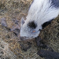 photo de livraison pour Au Bonheur Animal