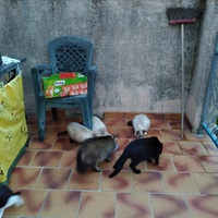 photo de livraison pour Chats en Liberté