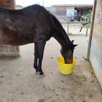 photo de livraison pour Refuge Cheval Nature En Aquitaine