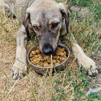 photo de livraison pour Serbian Society for the Protection of Animals - SSPA