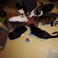 photo de livraison pour Pour l'Amour des Chats