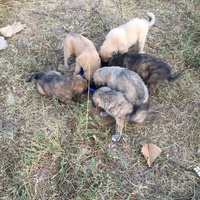 photo de livraison pour Tulay Avcı