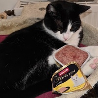 photo de livraison pour École du chat libre du Bocage bressuirais