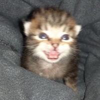 photo de livraison pour Hungry Cats14