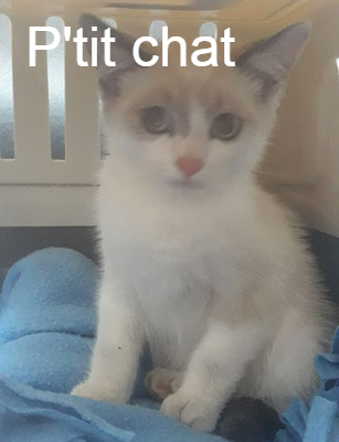 P Tit Chat Chat Va Bien Animal Webaction P Tit Chat Chat Va Bien Animal Webaction