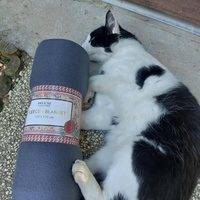 photo de livraison pour Chat L'Heureux Chat l'Ange et Cie