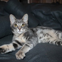 photo de livraison pour Jardin des Chats