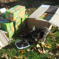 photo de livraison pour Au Paradis Des Chats