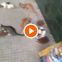 photo de livraison pour Comme Chiens et Chats Maroc
