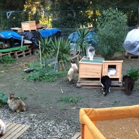 photo de livraison pour Les chats de chez nous