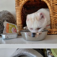 photo de livraison pour Ecole du Chat de Poitiers