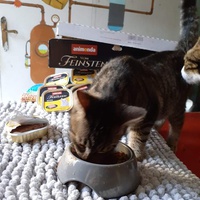 photo de livraison pour Les chats de l'Indifférence