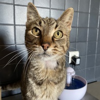photo de livraison pour Les chats de Feelin’ Good